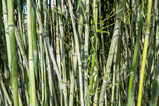 Das Bild zeigt einen dichten Bestand von Bambus, der zur Familie der S&uuml;&szlig;gr&auml;ser (Poaceae) geh&ouml;rt., Berlin, Deutschland