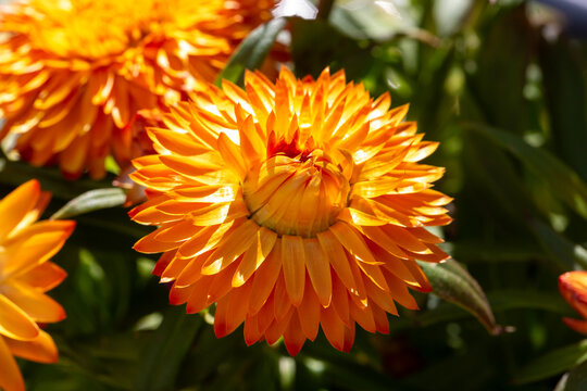 Macro shot of blooming orange Strawflower Xerochrysum bracteatum with papery petals
