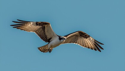 Obraz premium A majestic osprey with striking white and brown plumage soars gracefully through a clear, brilliant blue sky.