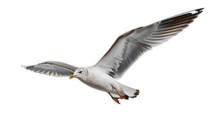 Obraz premium A sleek seagull in graceful flight, its wings fully extended as it glides effortlessly against a clean white backdrop.