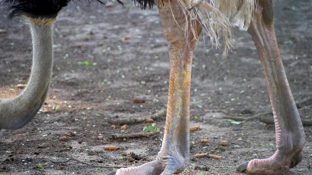 A majestic ostrich, with its long neck and large body, walks while foraging in the sandy area.