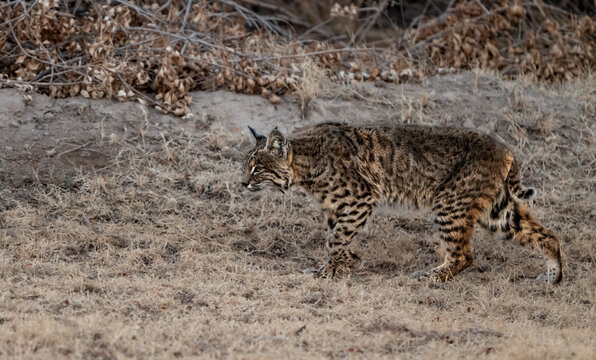 Bobcat Slinks Across The Edge Of Forest In Big Bend