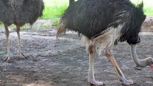 A majestic ostrich, with its long neck and large body, walks while foraging in the sandy area.
