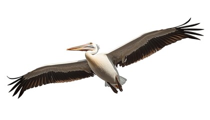 Obraz premium A large pelican with an elongated beak and enormous wings soaring gracefully through the air on a white background.
