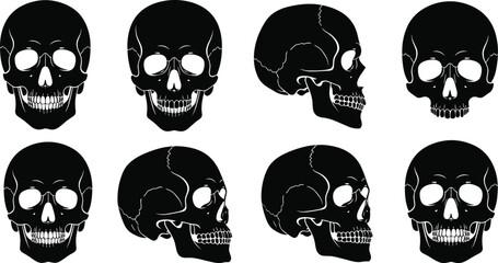 A collection of eight black skull illustrations are displayed showcasing various angles and perspectives of the human cranium high quality professional detailed modern © moyouri