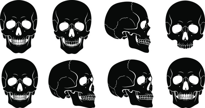 A collection of eight black skull illustrations are displayed showcasing various angles and perspectives of the human cranium high quality professional detailed modern