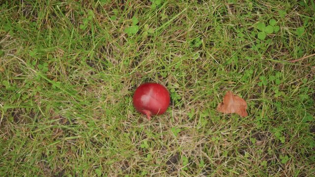 Overhead view of red apple on grass, brown leaf nearby, topdown shot capturing solitary fruit on patchy lawn, soft autumn light and subtle shadows, meditative rural mood suggestive of gardener