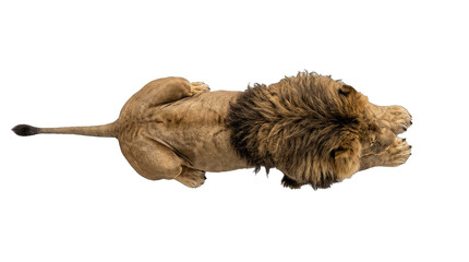 Obraz premium Top down view of male lion lying down isolated on white