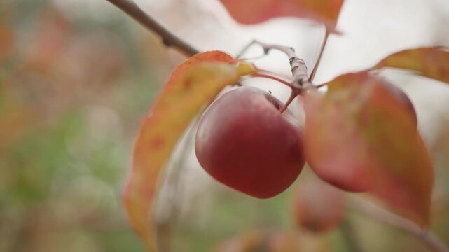 Red apples on branch, autumn leaves. Quiet lateseason orchard scene showing two ripe apples hanging from a slender twig with mottled orange foliage, soft bokeh background, muted overcast light and dew