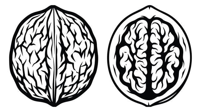 Woodcut illustration of walnut and brain comparison depicting the resemblance between nut anatomy and human mind for health and science design