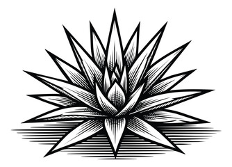 Obraz premium Engraving illustration of agave plant depicting sharp spiky leaves and detailed crosshatch shading for tequila and mezcal design
