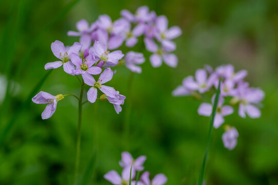 Cardamine pratensis cucko flower in bloom, group of petal flowering mayflowers on the meadow