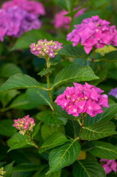 Hydrangea macrophylla bigleaf flowers in bloom, group of pink purple hortensia flowering plants