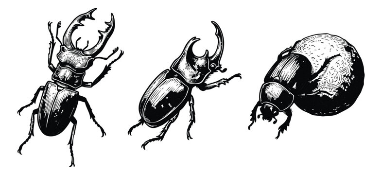 Engraving illustration set of 3 beetles featuring stag beetle, rhinoceros beetle and dung beetle for nature and entomology design