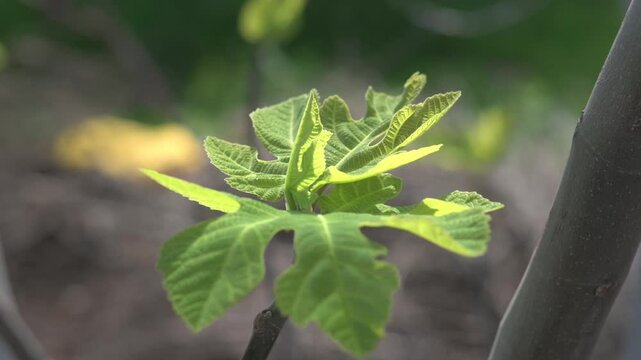 Young Fig Leaves Swaying in Wind Close Up with Natural Spring Light
