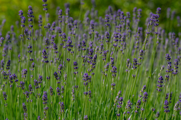 Obraz premium Lavandula angustifolia bunch of flowers in bloom, purple scented flowering plant, green background