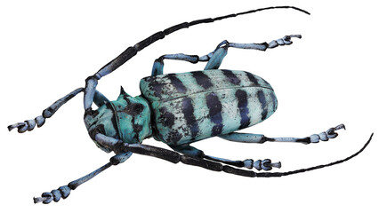 Close-up of a Longhorn Beetle with striking blue patterns © Ilie