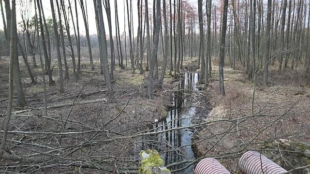 Wycieczka w lesie w słoneczny dzień, Mazowsze, Polska. Hiking in the forest on a sunny day, Masovia, Poland.