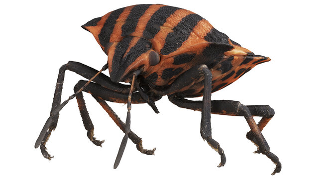 Close-up of a striking orange and black beetle