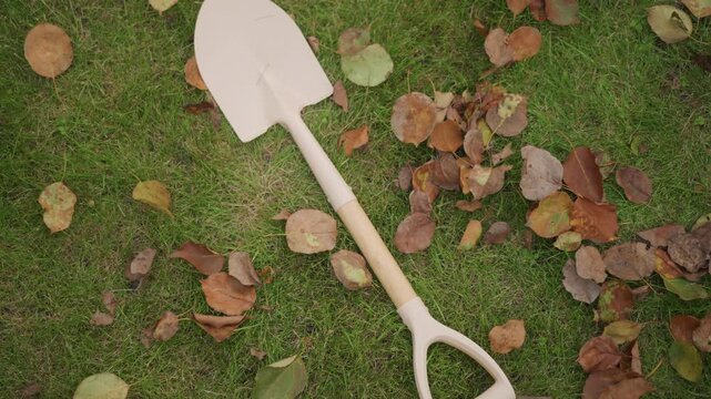 Garden shovel on grass scattered leaves, white spade with wooden handle viewed from above, fallen brown and green leaves scattered across turf, soft autumn light, mood calm and reflective, suggests