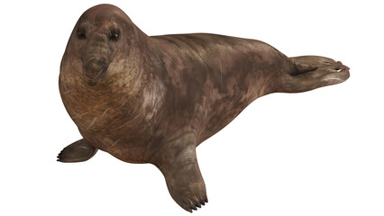 3D illustration of a seal on a white background © Ilie