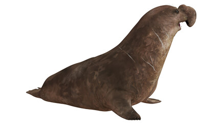 Obraz premium Realistic depiction of a male elephant seal on display