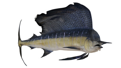 Majestic sailfish with striking fin display. © Ilie