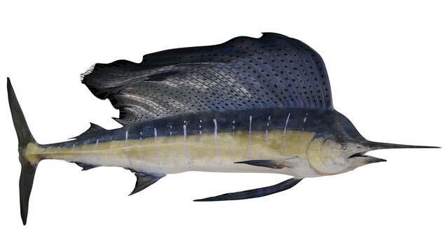 Majestic sailfish with fin display