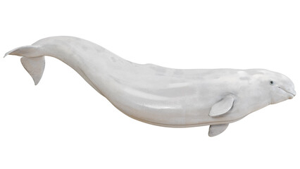 Beluga whale isolated on a white background. © Ilie