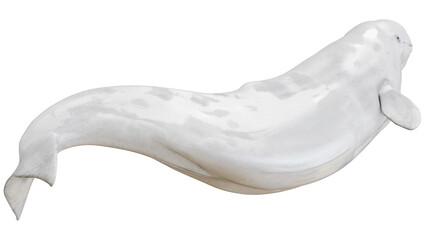 Beluga whale swimming gracefully in clear water. © Ilie