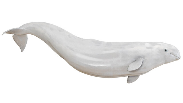 Beluga whale isolated on a white background.