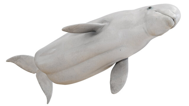 Realistic depiction of a beluga whale.