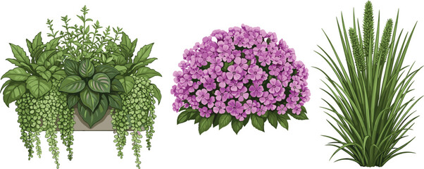 Set of professional garden plant vectors featuring a hanging planter with foliage pink hydrangea bush and tall ornamental grass isolated on a white background for landscape design. © Hosneara