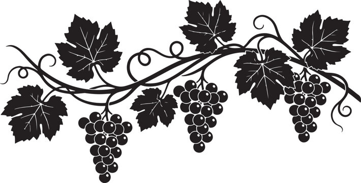 grapevine silhouette with leaves and grape clusters decorative vector illustration