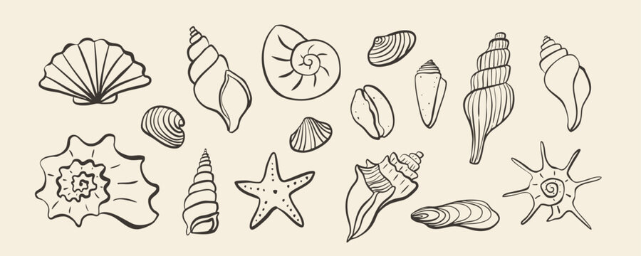 Set of hand drawn vector line art seashells and starfishes