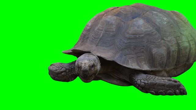 Huge turtle isolated on green background chroma key screen