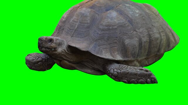 Huge turtle isolated on green background chroma key screen
