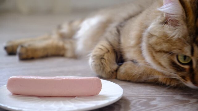 Domestic cat smelling sausage. Joyful, playful pets on domestic kitchen, picky cat.  Humor