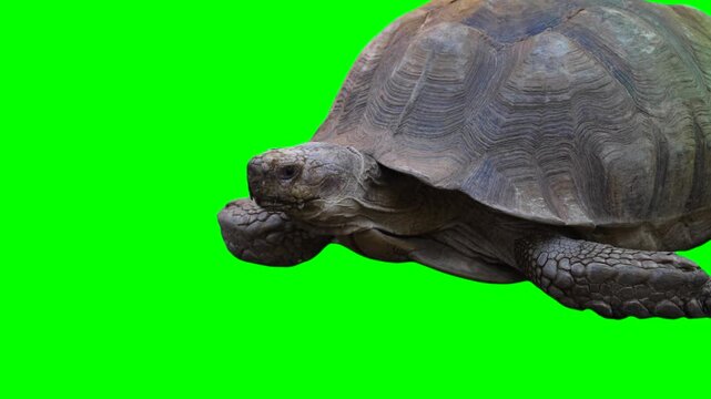 Huge turtle isolated on green background chroma key screen
