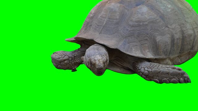 Huge turtle isolated on green background chroma key screen