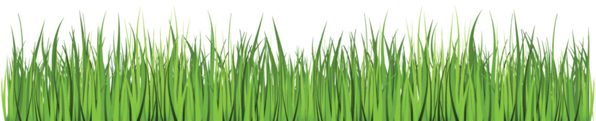 Fototapeta premium Green Grass. Grass isolated on white background, vector illustration