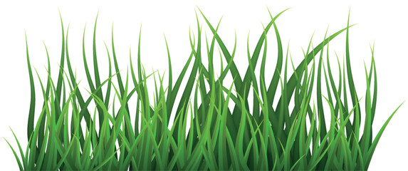 Fototapeta premium Green Grass. Grass isolated on white background, vector illustration