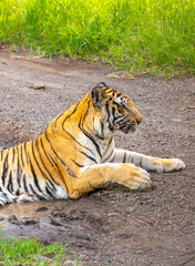 Obraz premium A Bengal tiger lies in a puddle on the road, cooling off from the sweltering heat. The tiger is seen against the backdrop of the road and green grass.
