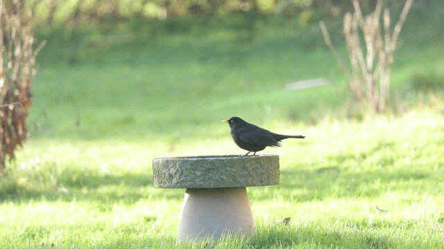 Blackbird Bathing in Garden Birdbath on Bright Green Spring Day