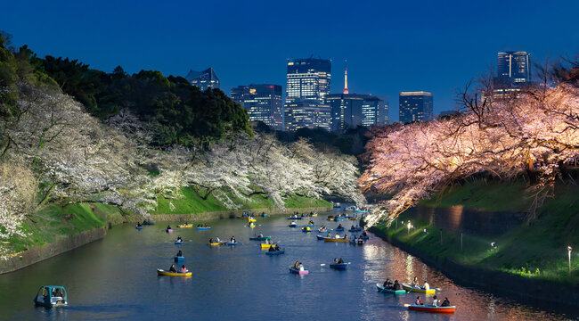 千鳥ヶ淵　桜　夜桜　夜景