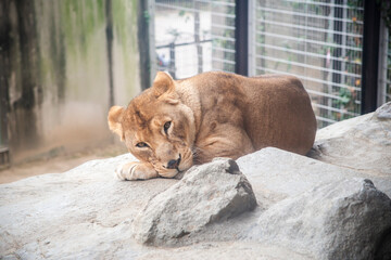 lion in zoo © Yumiko