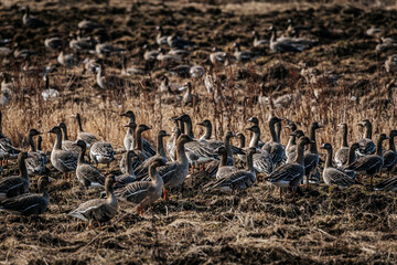 Flock of wild geese gathered on dry grassland during late afternoon, showcasing various plumage patterns and natural habitat in a rural setting © Emvats