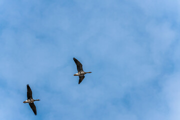 Fototapeta premium Two geese flying in a clear blue sky with soft clouds, showcasing their wings spread wide and distinctive markings on their bodies