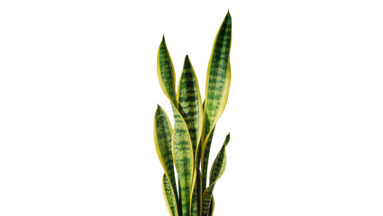 Fototapeta premium Variegated green yellow Sansevieria plant, isolated on transparent background