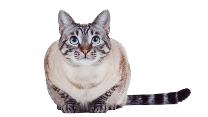 Lynx Point Siamese cat with striking blue eyes and tabby markings sitting calmly, isolated on transparent background © Andrej